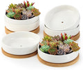 ZOUTOG Succulent Pots, 6 Inch Succulent Planters by ZOUTOG