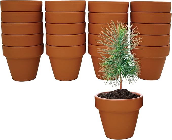 BUZZY Seeds Spruce Terracotta Mini Grow Pots – Indoor Tree Starter Kit Bulk - Image 2