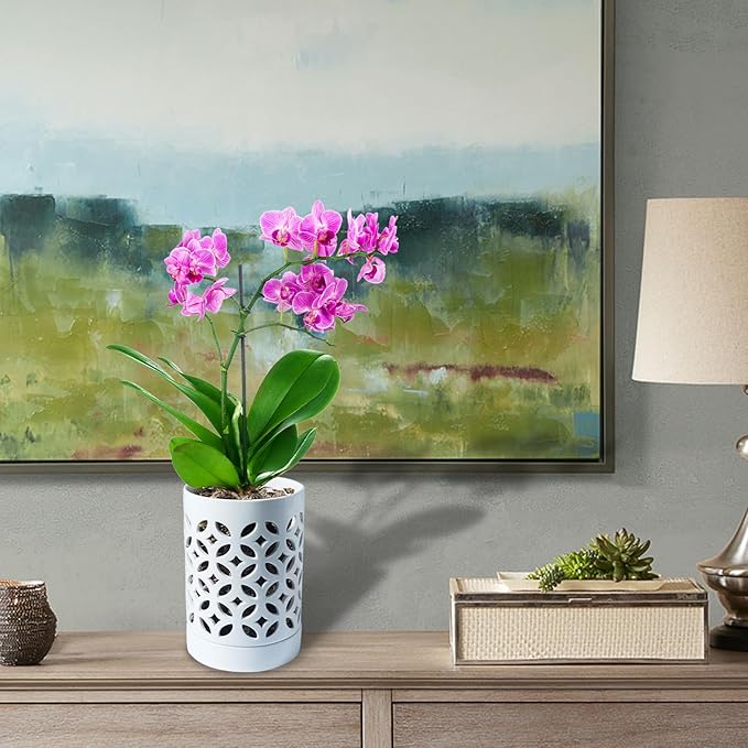 Orchid Pot with Holes & Saucers, Ceramic Pots - Image 5