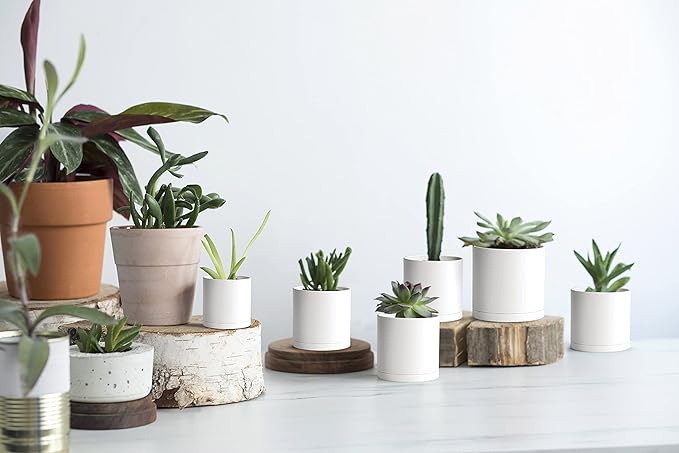 D'vine Dev 12 Pack 3 Inch Mini Plastic Plant Pots, Small Garden Planters - Image 5