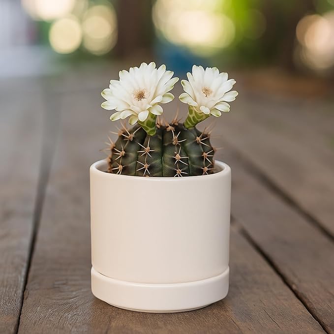 D'vine Dev Set of 4 Small Ceramic Plant Pots, 3.5 Inch Succulent Planter Pot - Image 5