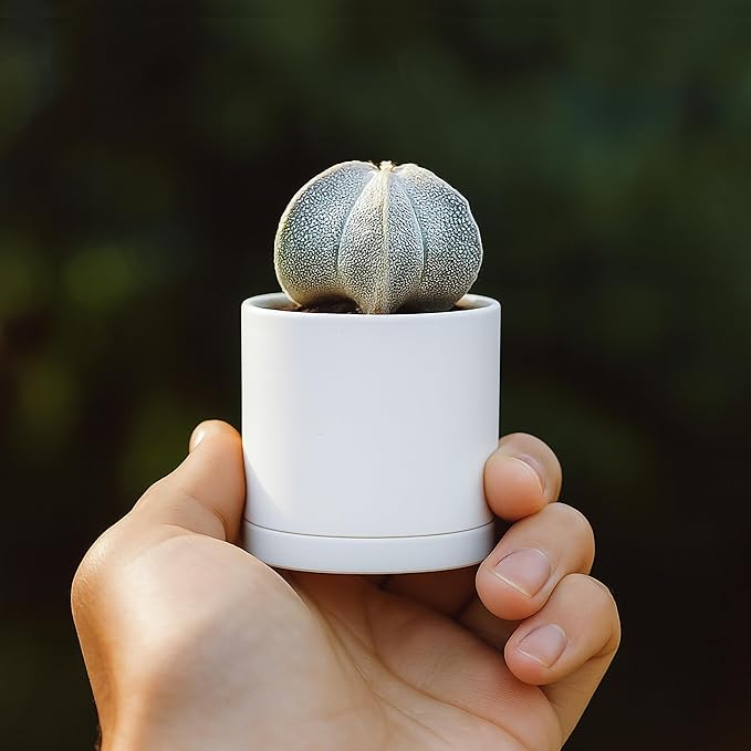 D'vine Dev 24 Pack 2 Inch Mini Plastic Plant Pots, Small Garden Planters - Image 5