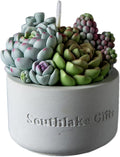 Assorted Succulent Pot Scented Candle by iLikePar