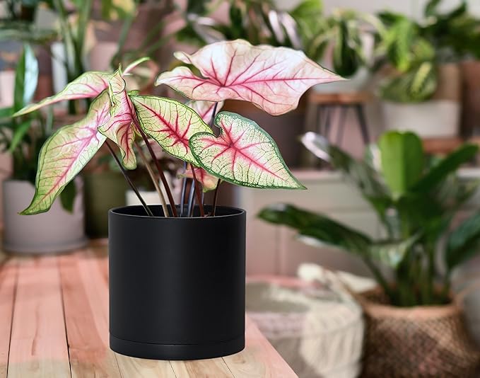 D'vine Dev 4 Pack 6 Inch Modern Plastic Plant Pots, Small Garden Planters - Image 3
