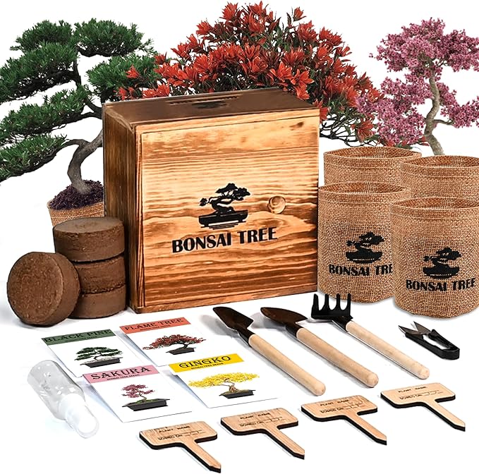 Bonsai Garden Starter Kit, 4 Seeds Growing into Sakura, Including Complete by StartYourSeedSuccessStory