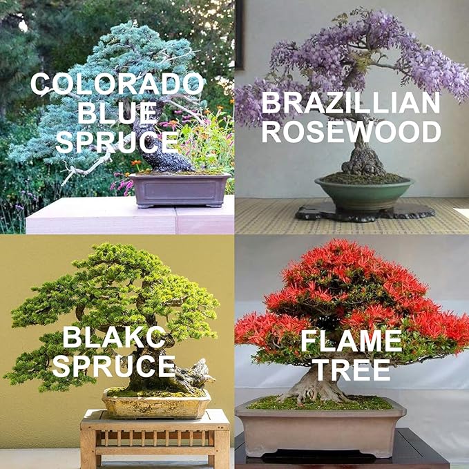 Bonsai Tree Kit with 4 Types of Seeds, Organic Coco Coir Bricks, Bonsai Pot - Image 2