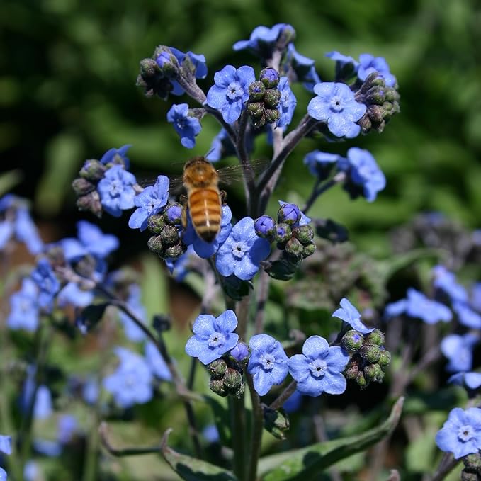 Bentley Seed Co. | Seeds of Remembrance | Pre Filled Non-GMO, Non-Coated Forget - Image 9