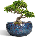 Bonsai Pots - 13 Inch Large Ceramic Planter by Thirtypot