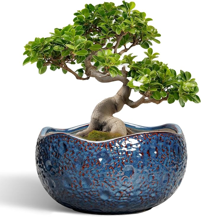 Bonsai Pots - 13 Inch Large Ceramic Planter by Thirtypot