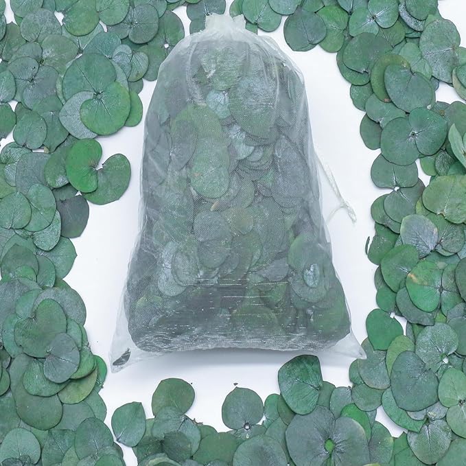 3200Preserved Real Eucalyptus Leaves Small, Pure Natural Bulk Eucalyptus - Image 5
