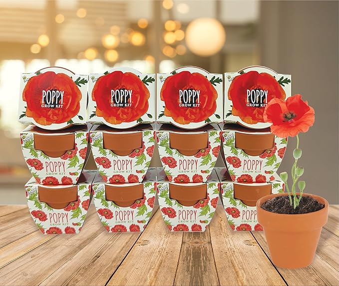BUZZY Seeds 12-Pack Poppy Grow Kit – Mini Terracotta Pots - Image 6