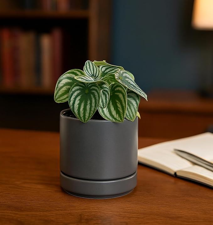 D'vine Dev Set of 4 Small Ceramic Plant Pots, 4.7 Inch Succulent Planter Pot - Image 5