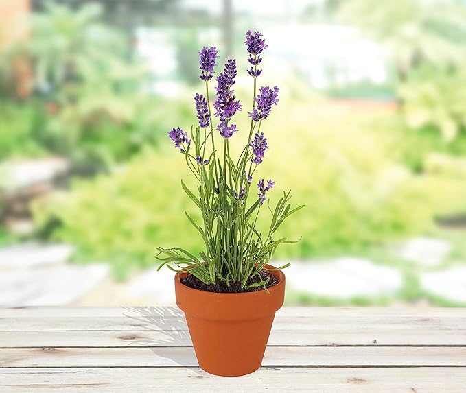 BUZZY Seeds Terracotta Mini Grow Pots | Herb, Flower Starter Kit - Image 4