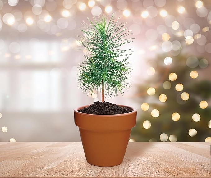 BUZZY Seeds Spruce Terracotta Mini Grow Pots – Indoor Tree Starter Kit Bulk - Image 6