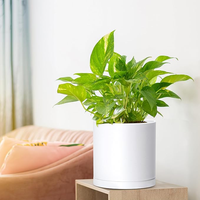 D'vine Dev 2 Pack 6.5 Inch Modern Plastic Plant Pots, Small Garden Planters - Image 5