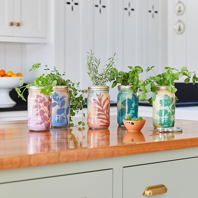 Modern Sprout New & Improved Mason Jar Grow Set 6pk, Indoor Herb Garden - Image 2