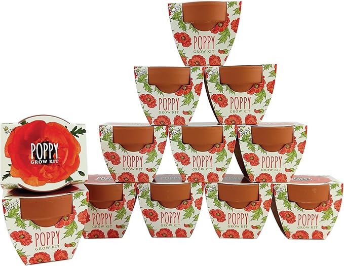 BUZZY Seeds 12-Pack Poppy Grow Kit – Mini Terracotta Pots by BUZZY