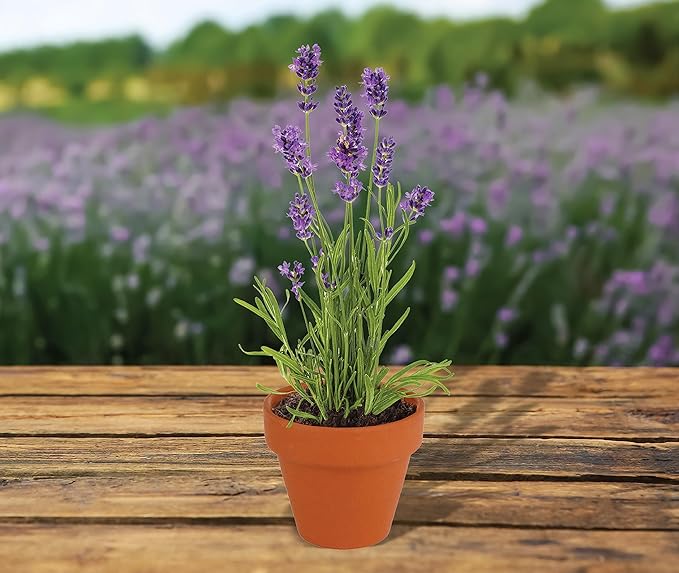 BUZZY Seeds Terracotta Mini Grow Pots | Herb, Flower Starter Kit - Image 5