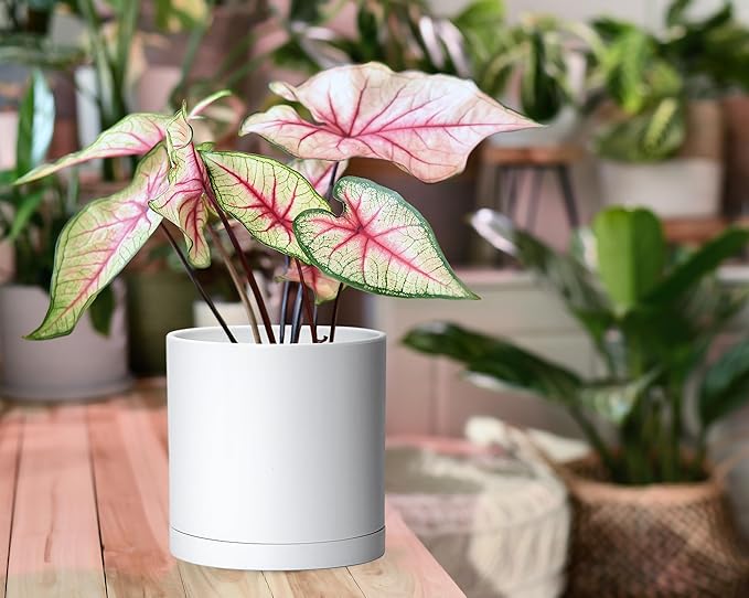 D'vine Dev 4 Pack 6 Inch Modern Plastic Plant Pots, Small Garden Planters - Image 5