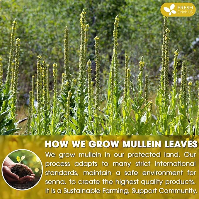 FreshDrinkUS, Premium 35 Mullein Leaf Tea Bags - Image 5