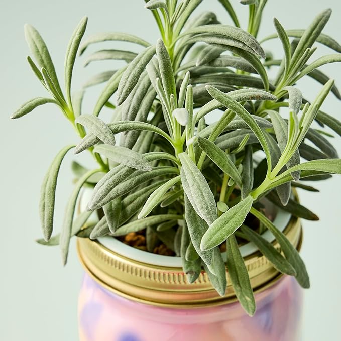 Modern Sprout Mason Garden Jar - Image 6