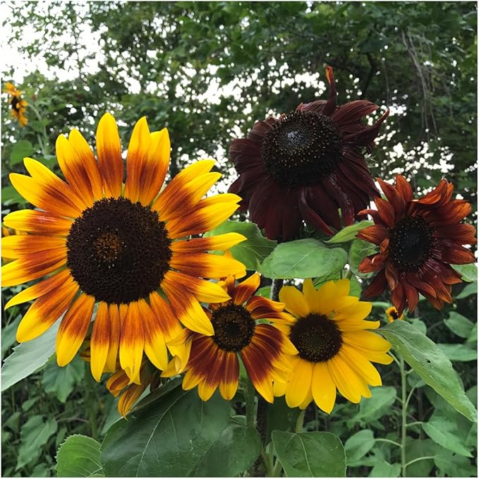 Seed Needs, Sunflower Seed Packet Party Favors - Image 4