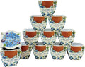 BUZZY Seeds Mini Terracotta Pots 12-Pack Daydream Forget-Me-Not Flowers by BUZZY