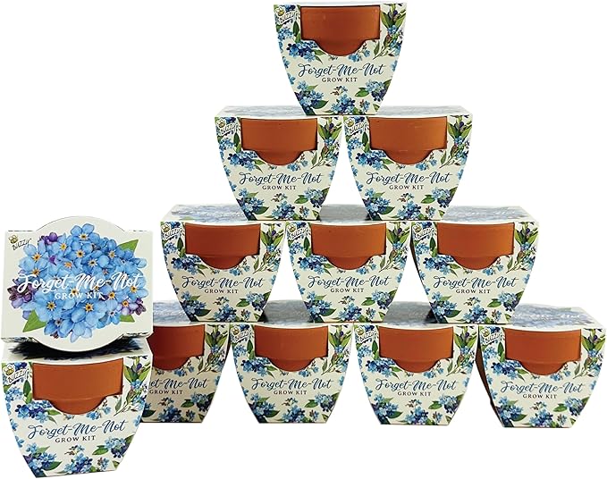 BUZZY Seeds Mini Terracotta Pots 12-Pack Daydream Forget-Me-Not Flowers by BUZZY