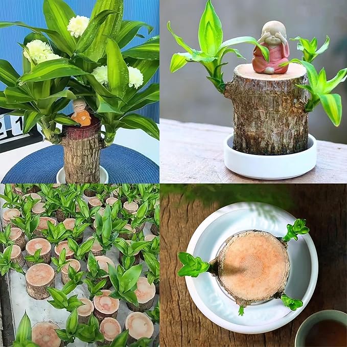 Brazilian Lucky Wood Plant Kit, Lucky Wood Doesn't Need to Wait to Sprout - Image 9