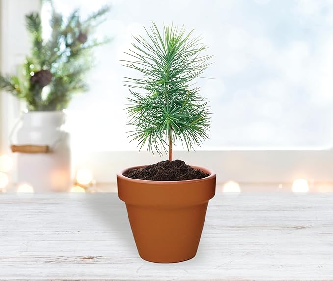 BUZZY Seeds Spruce Terracotta Mini Grow Pots – Indoor Tree Starter Kit Bulk - Image 4