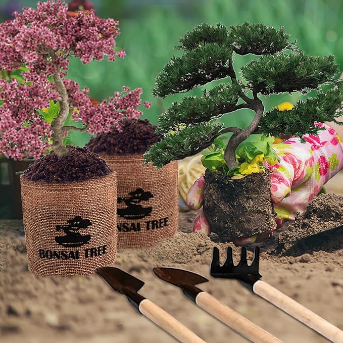 Bonsai Garden Starter Kit, 4 Seeds Growing into Sakura, Including Complete - Image 8