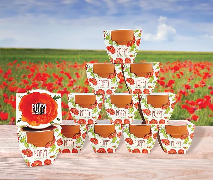 BUZZY Seeds 12-Pack Poppy Grow Kit – Mini Terracotta Pots - Image 4
