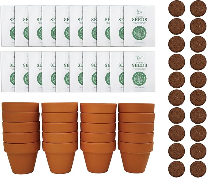 BUZZY Seeds Spruce Terracotta Mini Grow Pots – Indoor Tree Starter Kit Bulk by BUZZY