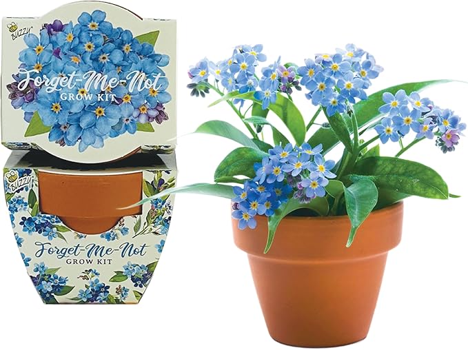 BUZZY Seeds Mini Terracotta Pots 12-Pack Daydream Forget-Me-Not Flowers - Image 2
