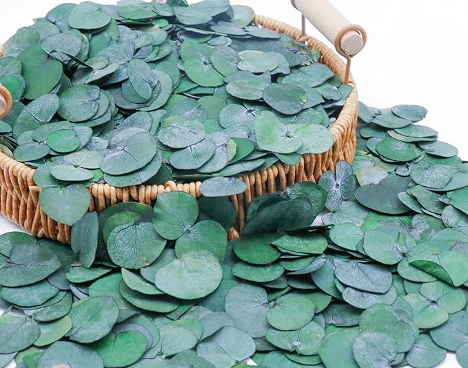 3200Preserved Real Eucalyptus Leaves Small, Pure Natural Bulk Eucalyptus by Glicrili