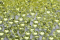5000 pcs/Pack Wedding Table Scatter Confetti Crystals Acrylic Diamonds 6 mm by Angzhia