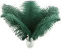 Ballinger Blackish Green Ostrich Feathers Bulk- 24pcs 10-12inch by Ballinger