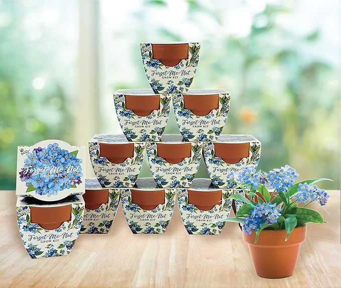 BUZZY Seeds Mini Terracotta Pots 12-Pack Daydream Forget-Me-Not Flowers - Image 4