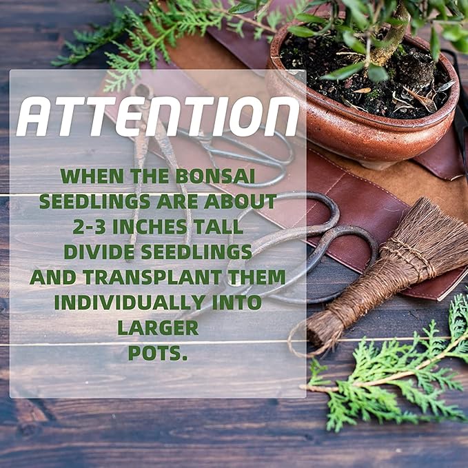 5 Bonsai Tree Kit Complete Plant Growing Tools, Grow in Pot Indoor Bonsai Tree - Image 5
