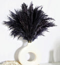 Black Pampas Grass for Home Decor by Unknown
