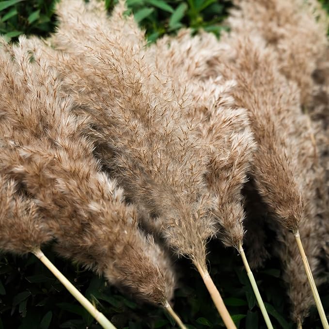 30-inch Tall Nature Pampas Grass Bouquet Decor - Image 3
