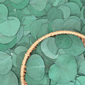 Eucalyptus Leaves, Rustic Boho Wedding Table Decor, 100% Natural Preserved by FUKUOKA