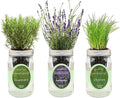 Hydroponic Herb Growing Kit Set, Self-Watering Mason Jar Herb Garden Starter by Environet