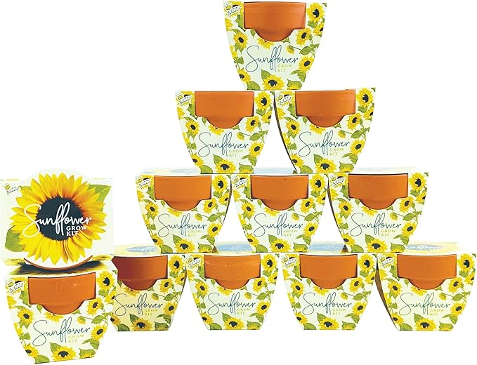 BUZZY Seeds All-in-One Sunflower Mini Terracotta Pot Grow Kits 12-Pack by BUZZY