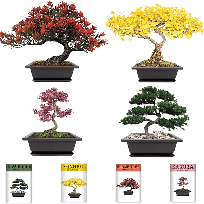 Bonsai Garden Starter Kit, 4 Seeds Growing into Sakura, Including Complete - Image 3