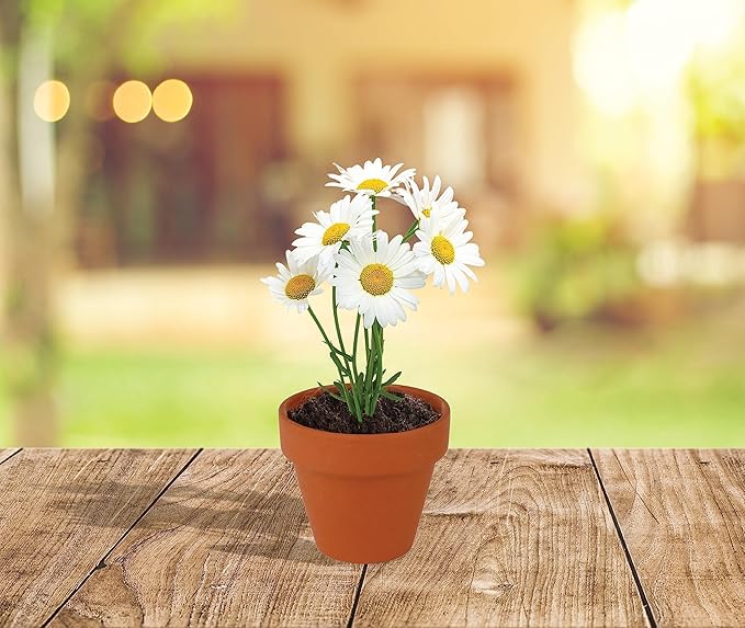 BUZZY Daisy Seeds & Genuine Terracotta 5cm Mini Pot Bulk Pack, Includes 20 Each - Image 4