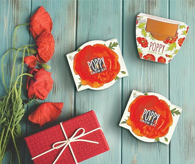 BUZZY Seeds 12-Pack Poppy Grow Kit – Mini Terracotta Pots - Image 5