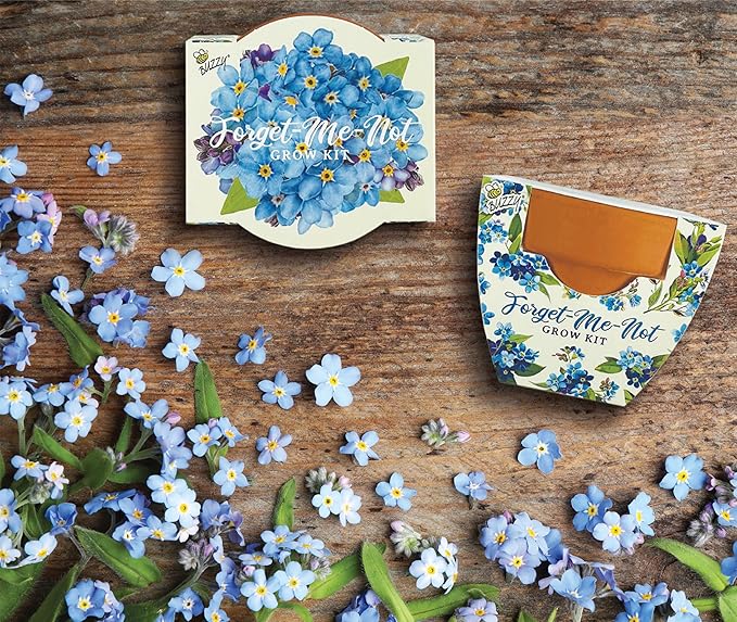 BUZZY Seeds Mini Terracotta Pots 12-Pack Daydream Forget-Me-Not Flowers - Image 5