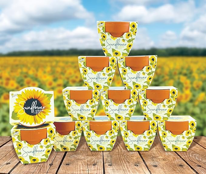 BUZZY Seeds All-in-One Sunflower Mini Terracotta Pot Grow Kits 12-Pack - Image 4