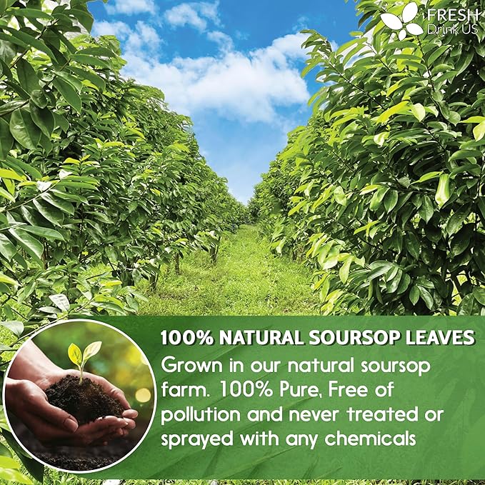 FreshDrinkUS, 120+ Premium Soursop Graviola Dried Leaves Tea, 40 Cups, 120-130 - Image 5